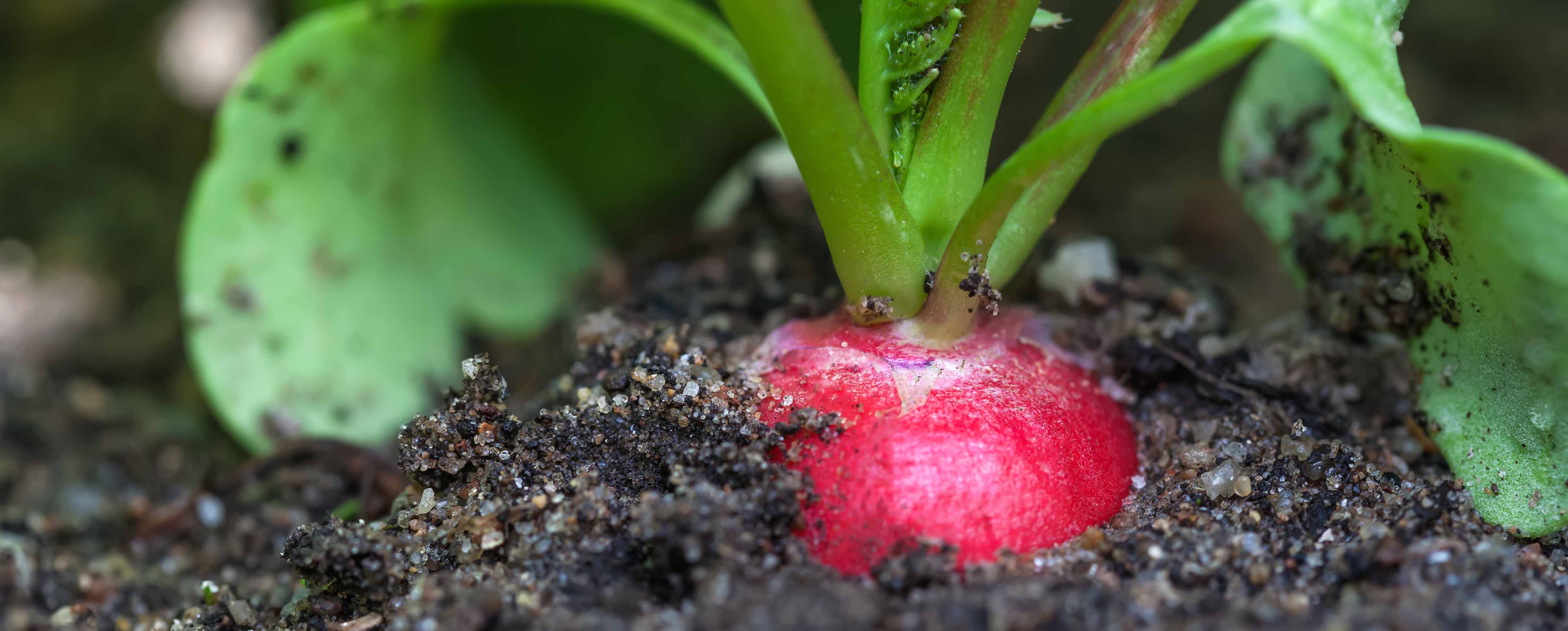 Radishes