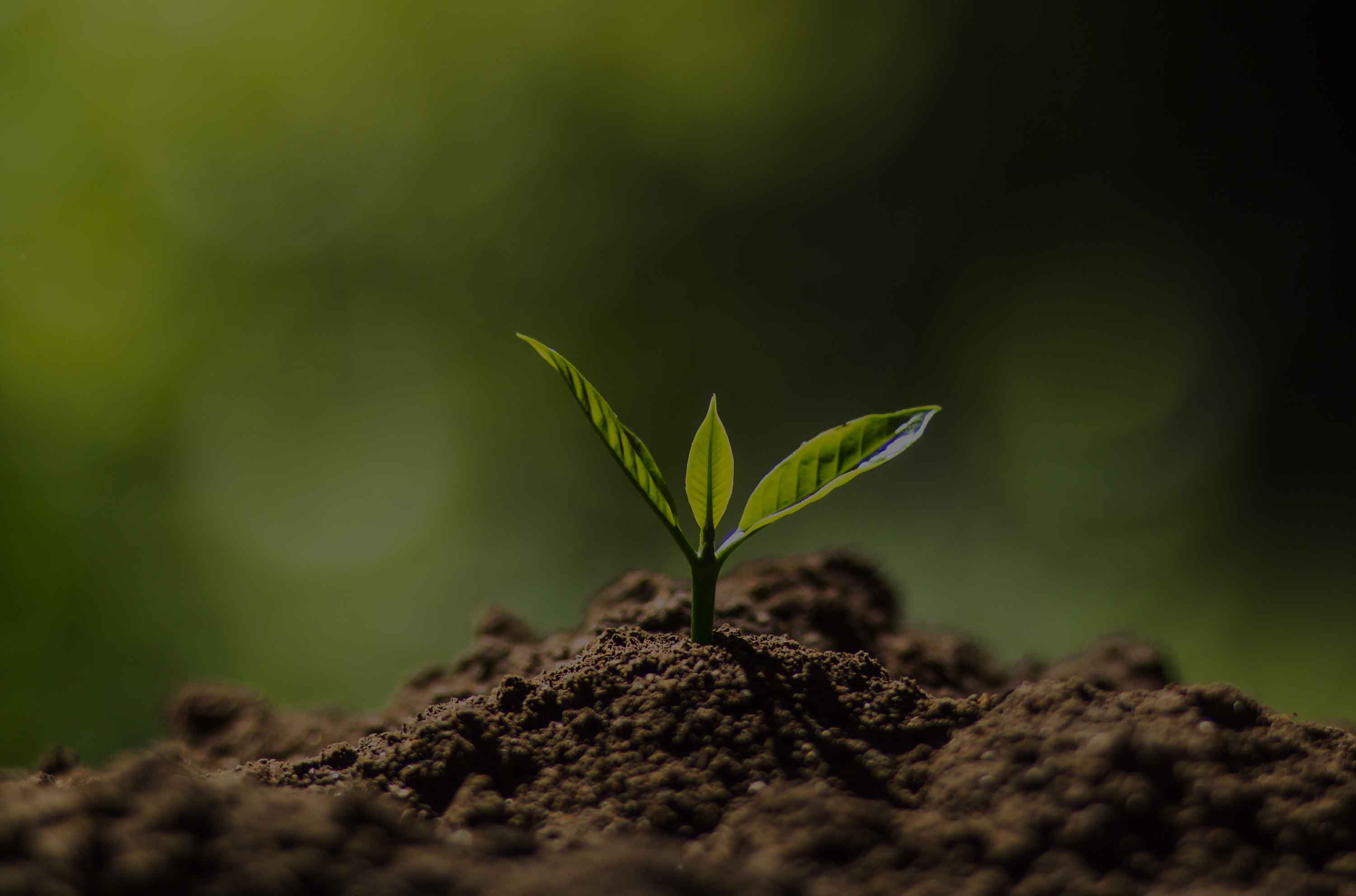 A cannabis plant